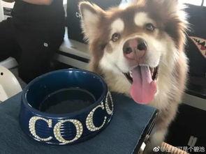 网红吃瓜狗,揭秘娱乐圈幕后真相